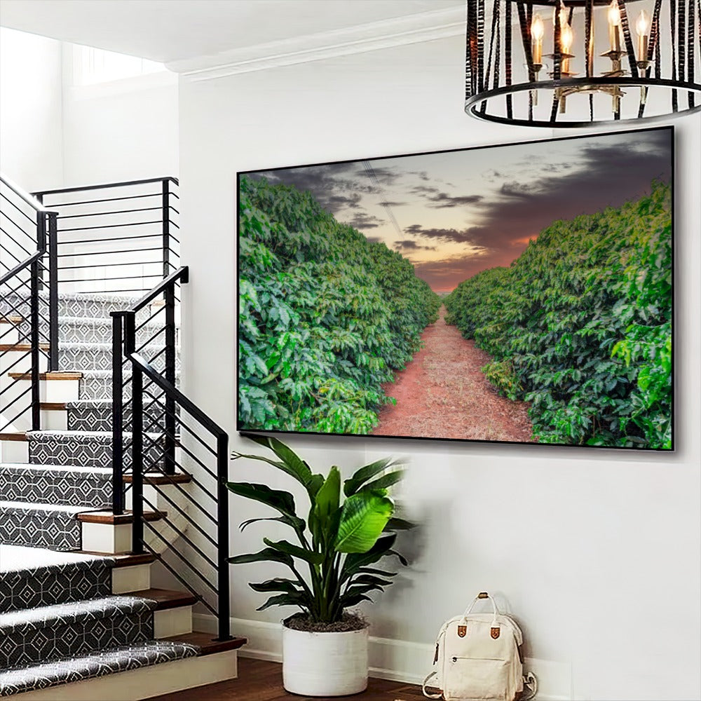 Quadro Plantação De Café