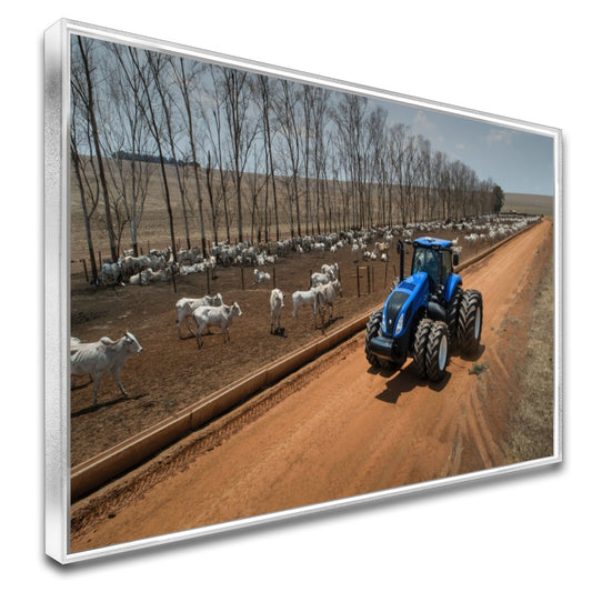 Quadro Olhando O Gado De Trator Na Fazenda