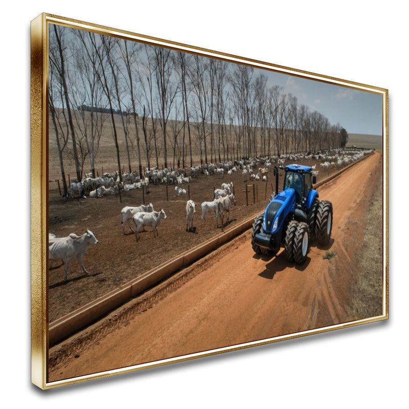 Quadro Olhando O Gado De Trator Na Fazenda