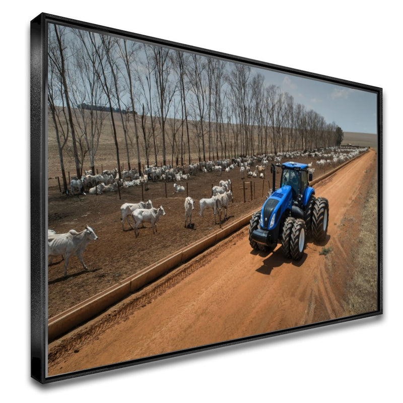 Quadro Olhando O Gado De Trator Na Fazenda