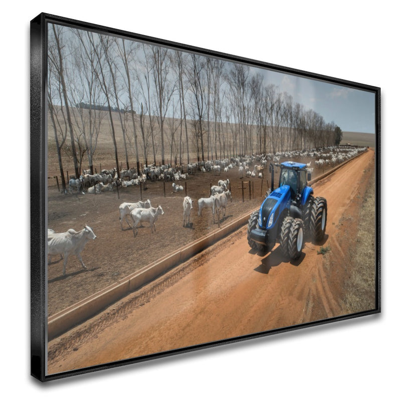 Quadro Olhando O Gado De Trator Na Fazenda