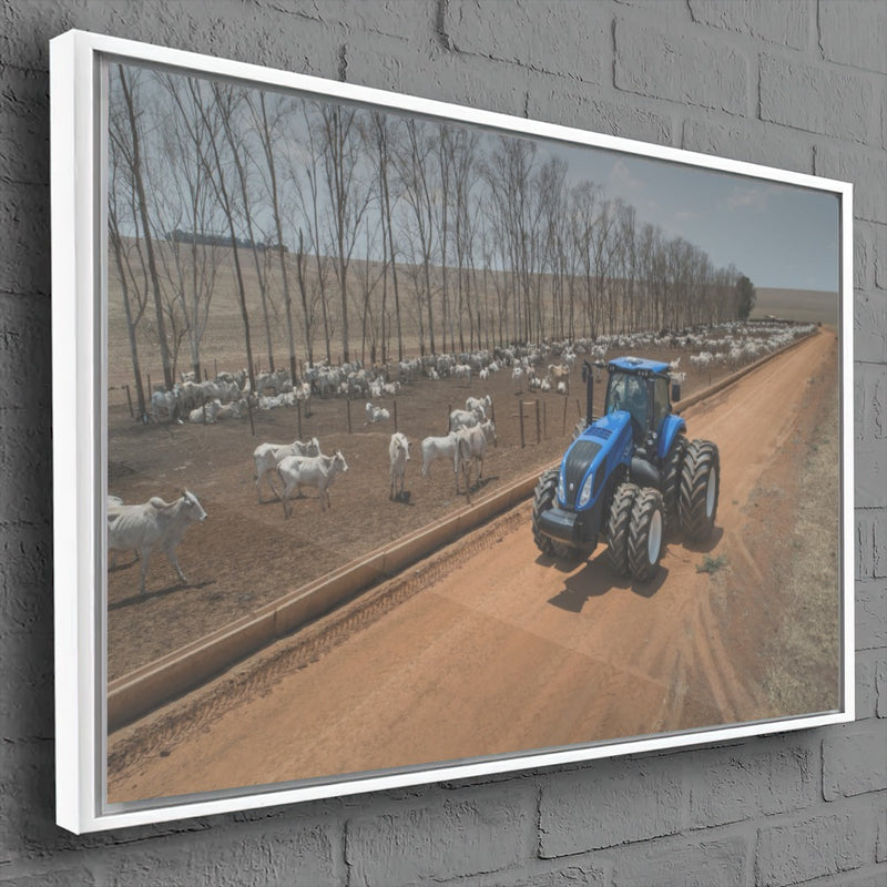 Quadro Olhando O Gado De Trator Na Fazenda