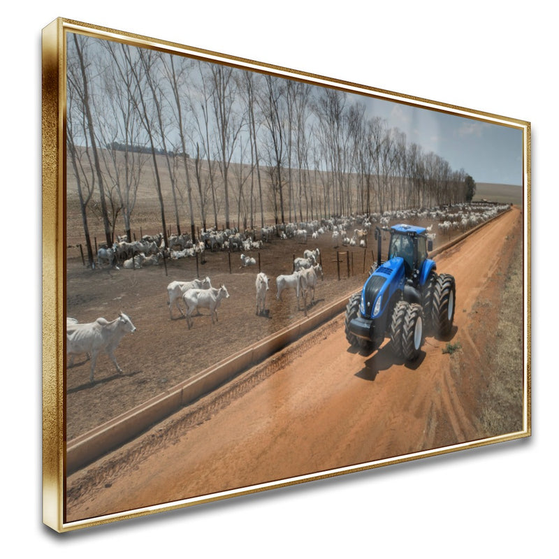 Quadro Olhando O Gado De Trator Na Fazenda