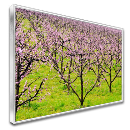 Quadro Plantação De Pessegos