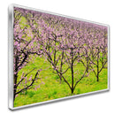 Quadro Plantação De Pessegos