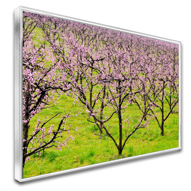 Quadro Plantação De Pessegos
