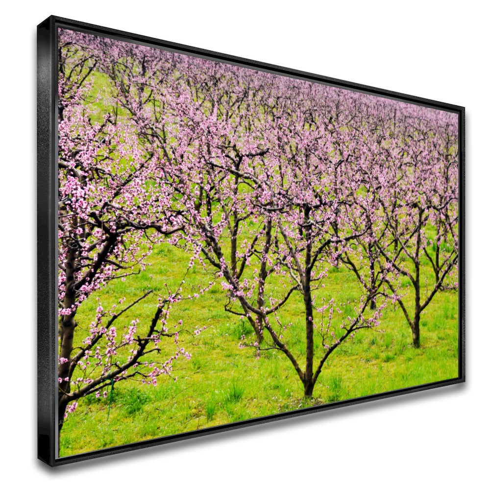 Quadro Plantação De Pessegos