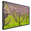 Quadro Plantação De Pessegos