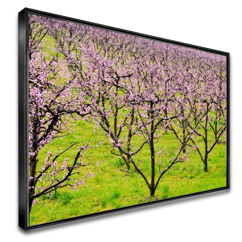 Quadro Plantação De Pessegos