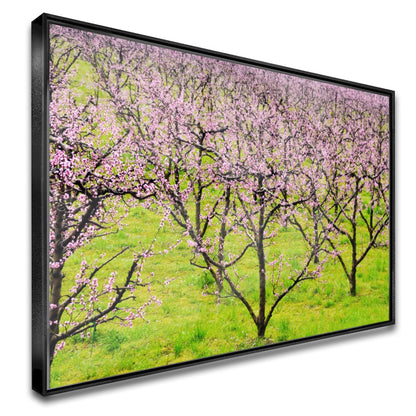 Quadro Plantação De Pessegos