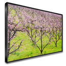 Quadro Plantação De Pessegos