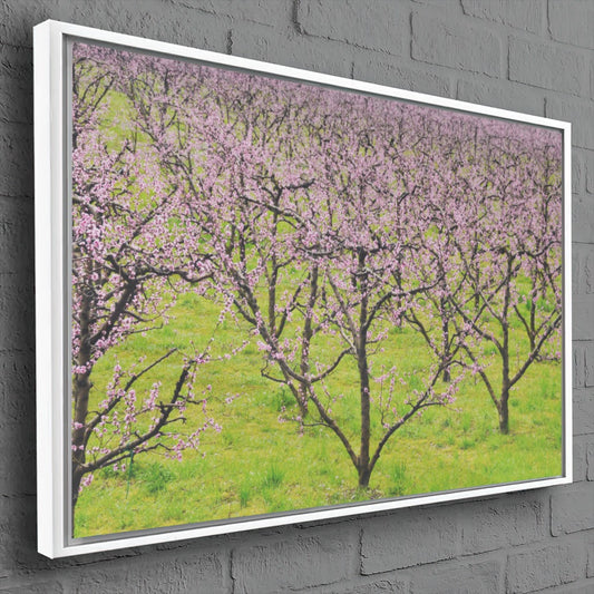 Quadro Plantação De Pessegos