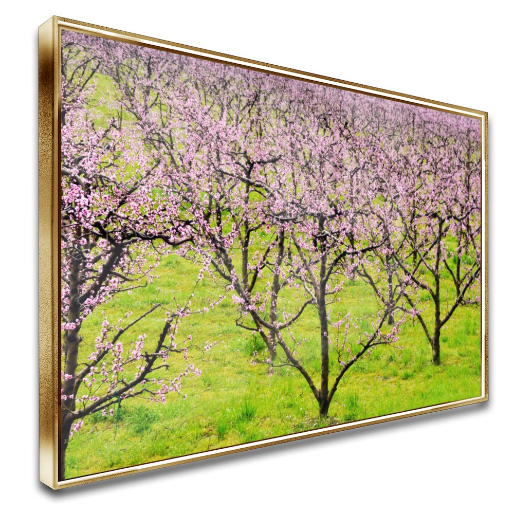 Quadro Plantação De Pessegos