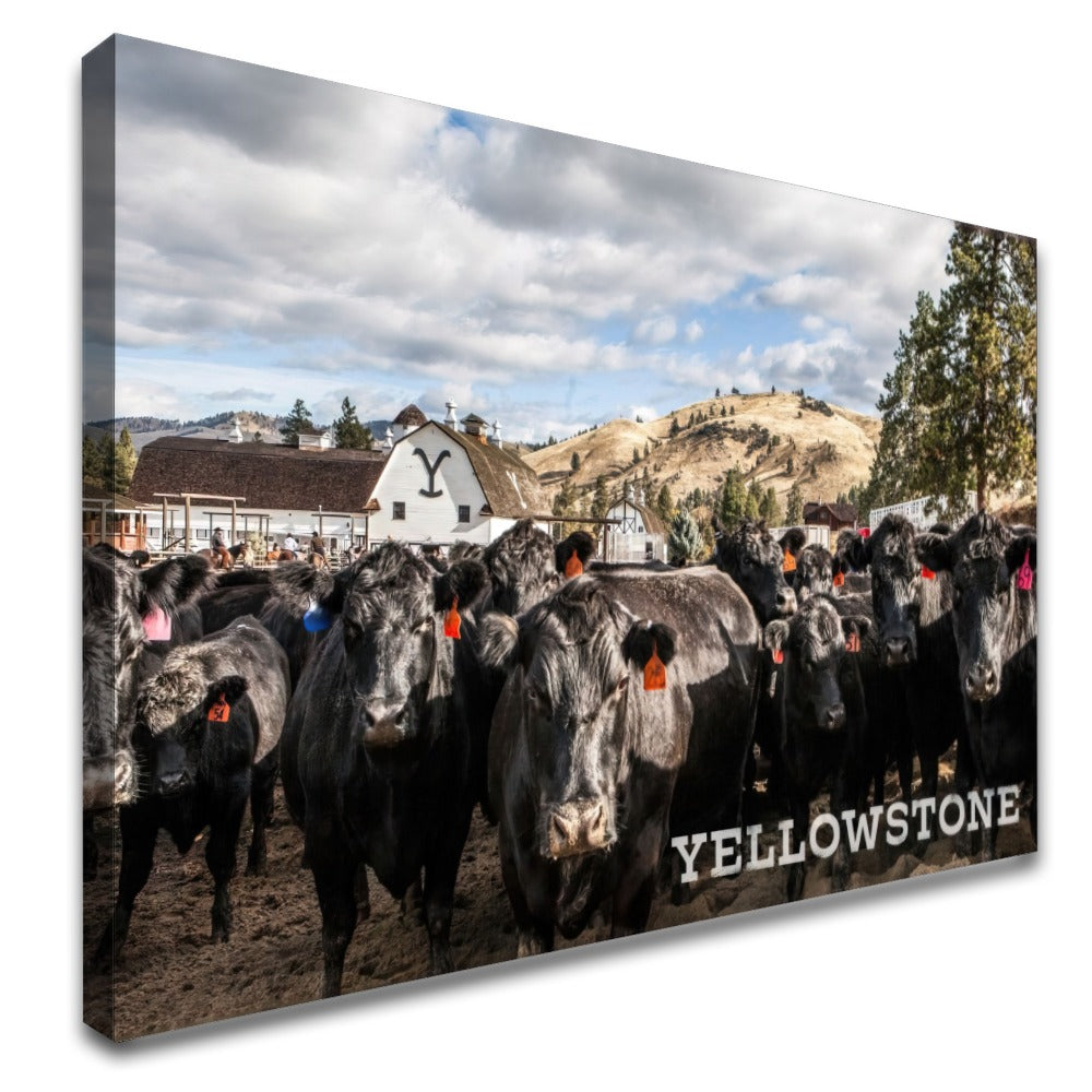 Quadro Gado Da Fazenda Yellowstone