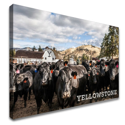 Quadro Gado Da Fazenda Yellowstone