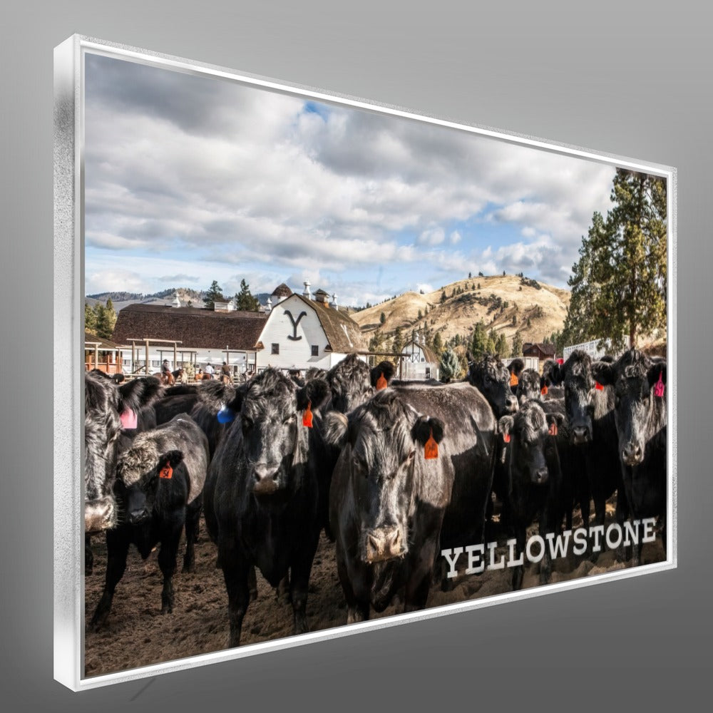 Quadro Gado Da Fazenda Yellowstone