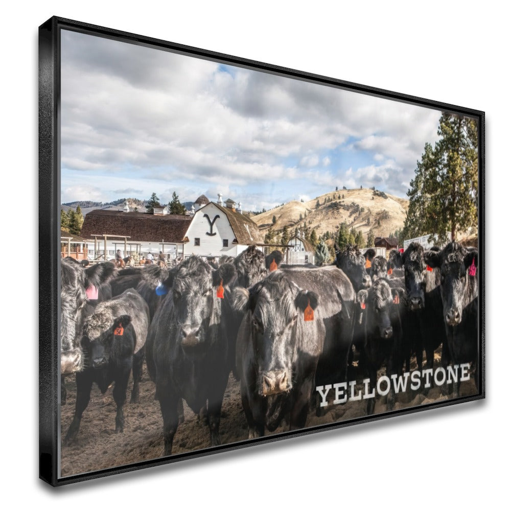 Quadro Gado Da Fazenda Yellowstone