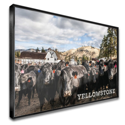 Quadro Gado Da Fazenda Yellowstone