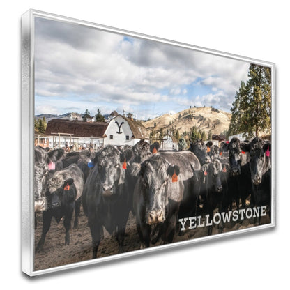 Quadro Gado Da Fazenda Yellowstone