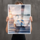 Quadro Cisne Branco Na Lagoa