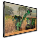 Quadro Colheita De Canavial