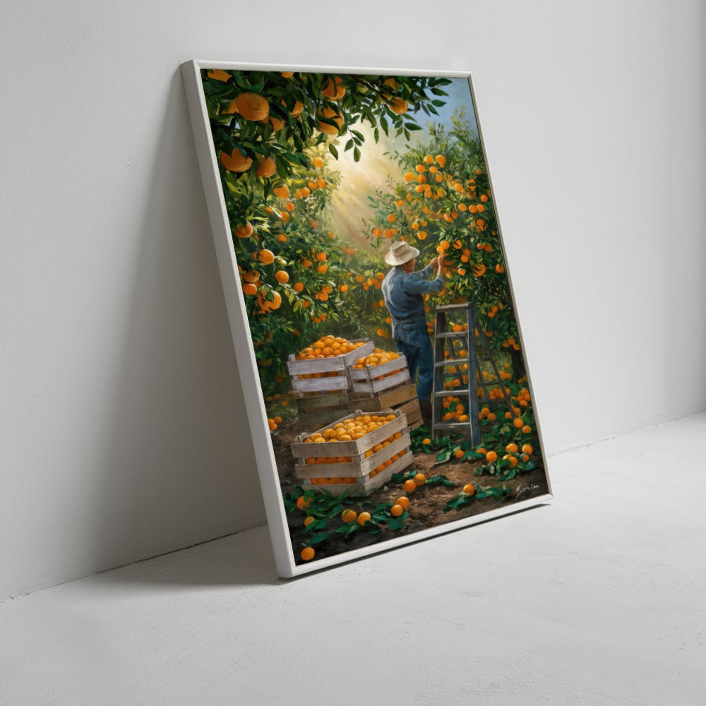 Quadro Camponês Colhendo Laranja