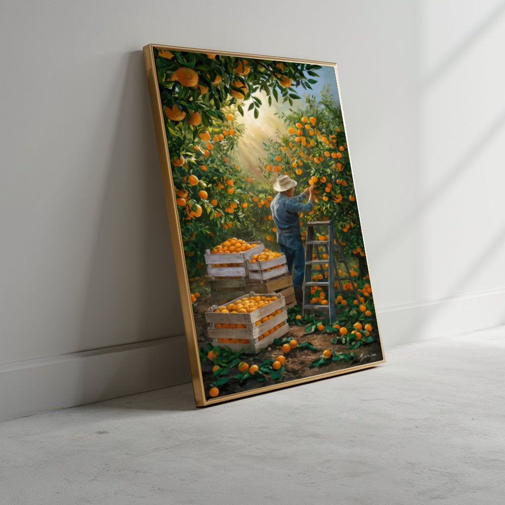 Quadro Camponês Colhendo Laranja