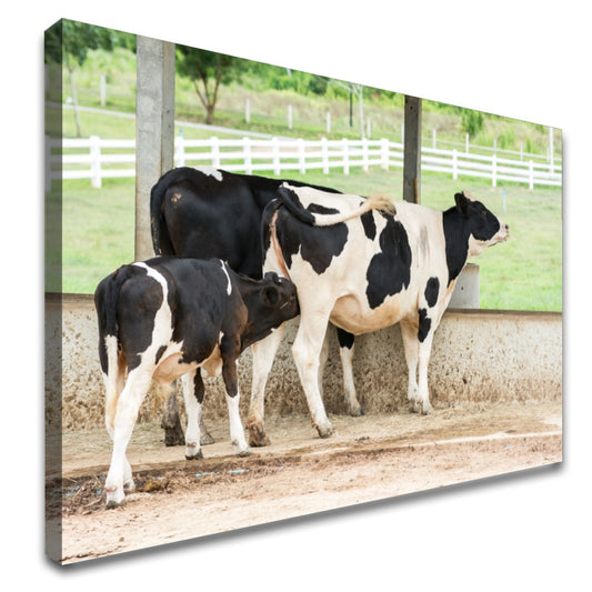 Quadro Vaca Holandesa Dando Mama Para O Bezerro