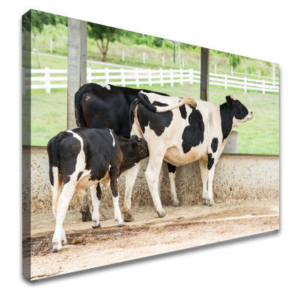 Quadro Vaca Holandesa Dando Mama Para O Bezerro