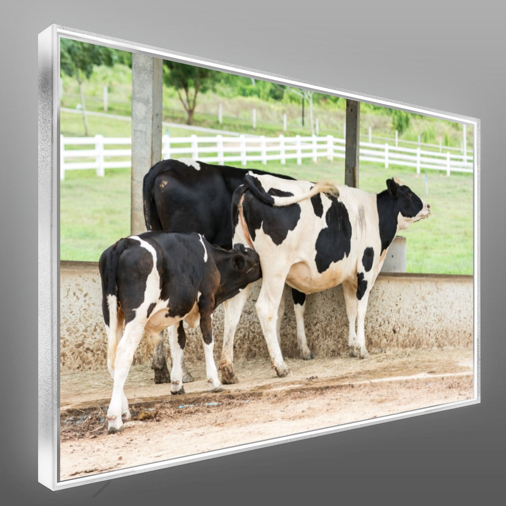 Quadro Vaca Holandesa Dando Mama Para O Bezerro