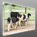 Quadro Vaca Holandesa Dando Mama Para O Bezerro