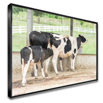 Quadro Vaca Holandesa Dando Mama Para O Bezerro