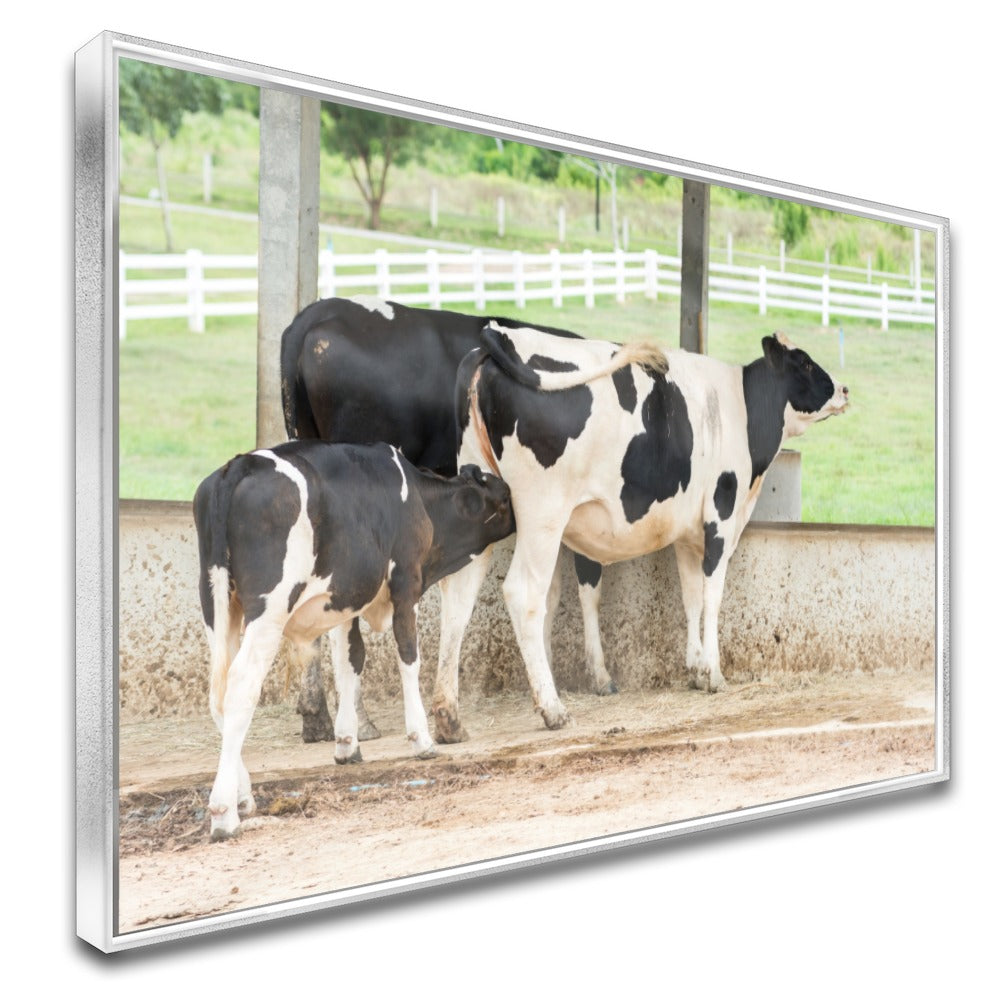 Quadro Vaca Holandesa Dando Mama Para O Bezerro