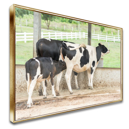 Quadro Vaca Holandesa Dando Mama Para O Bezerro