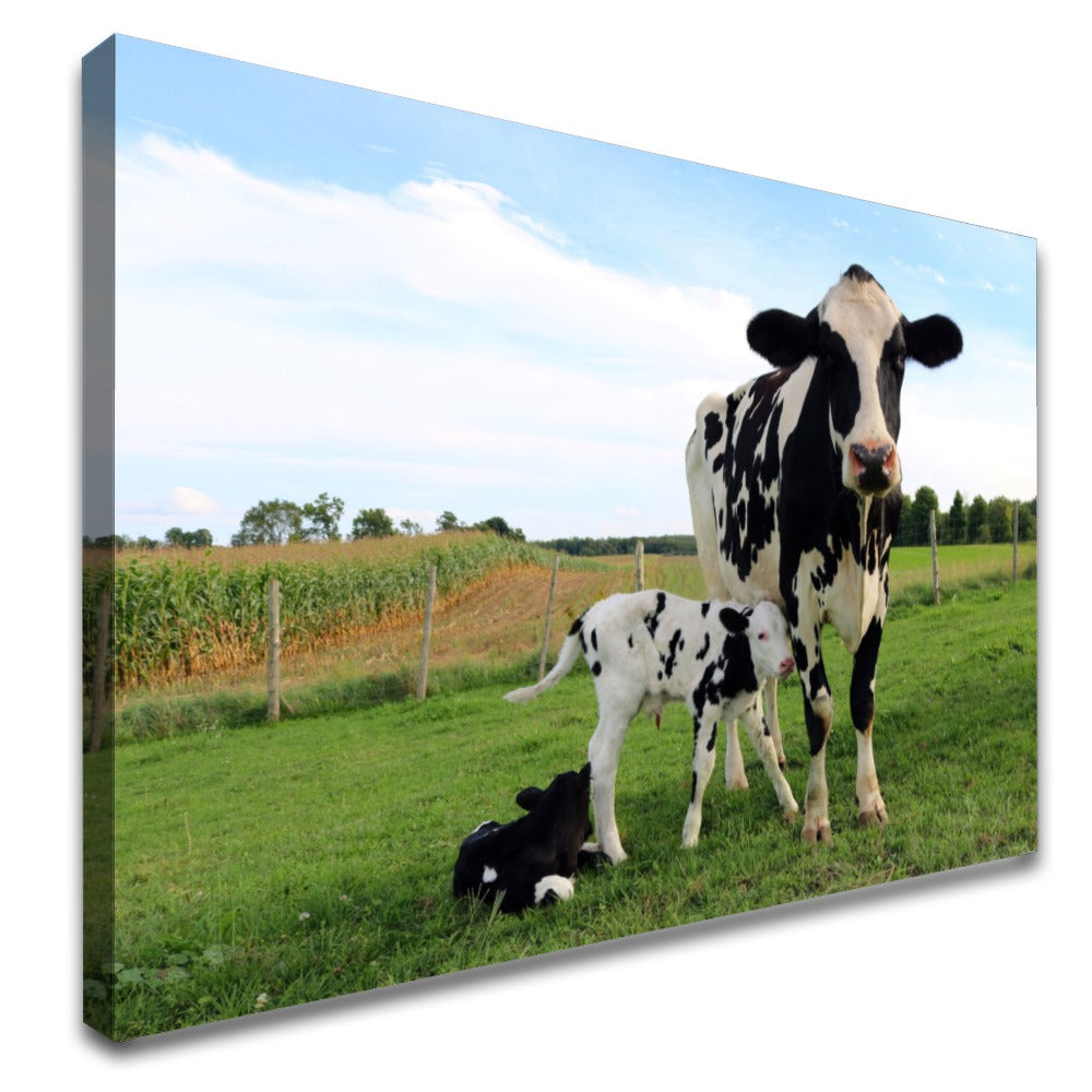 Quadro Vaca E Terneiros