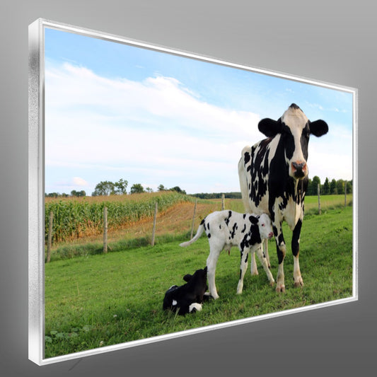 Quadro Vaca E Terneiros