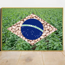 Quadro Bandeira Brasil Agro Feijão