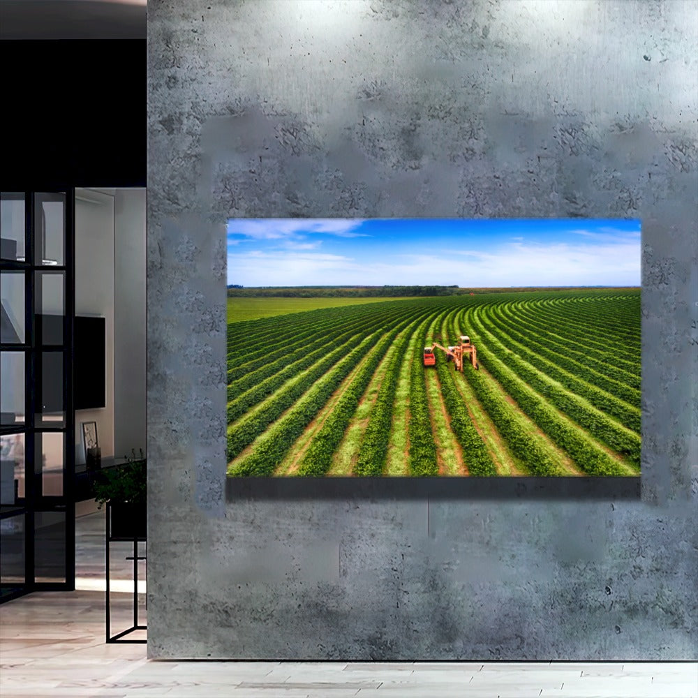 Quadro Colheita Mecanizada Do Café