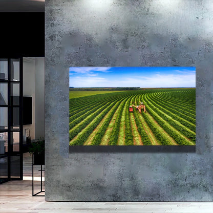 Quadro Colheita Mecanizada Do Café