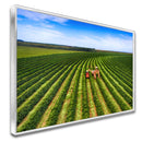 Quadro Colheita Mecanizada Do Café