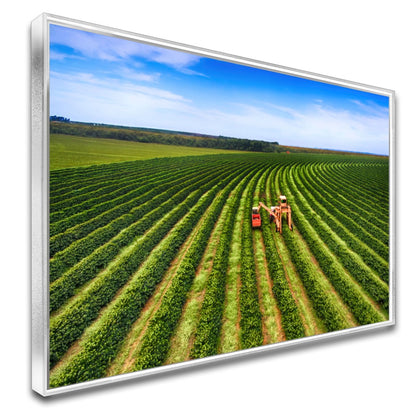 Quadro Colheita Mecanizada Do Café