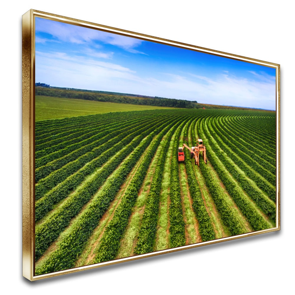 Quadro Colheita Mecanizada Do Café