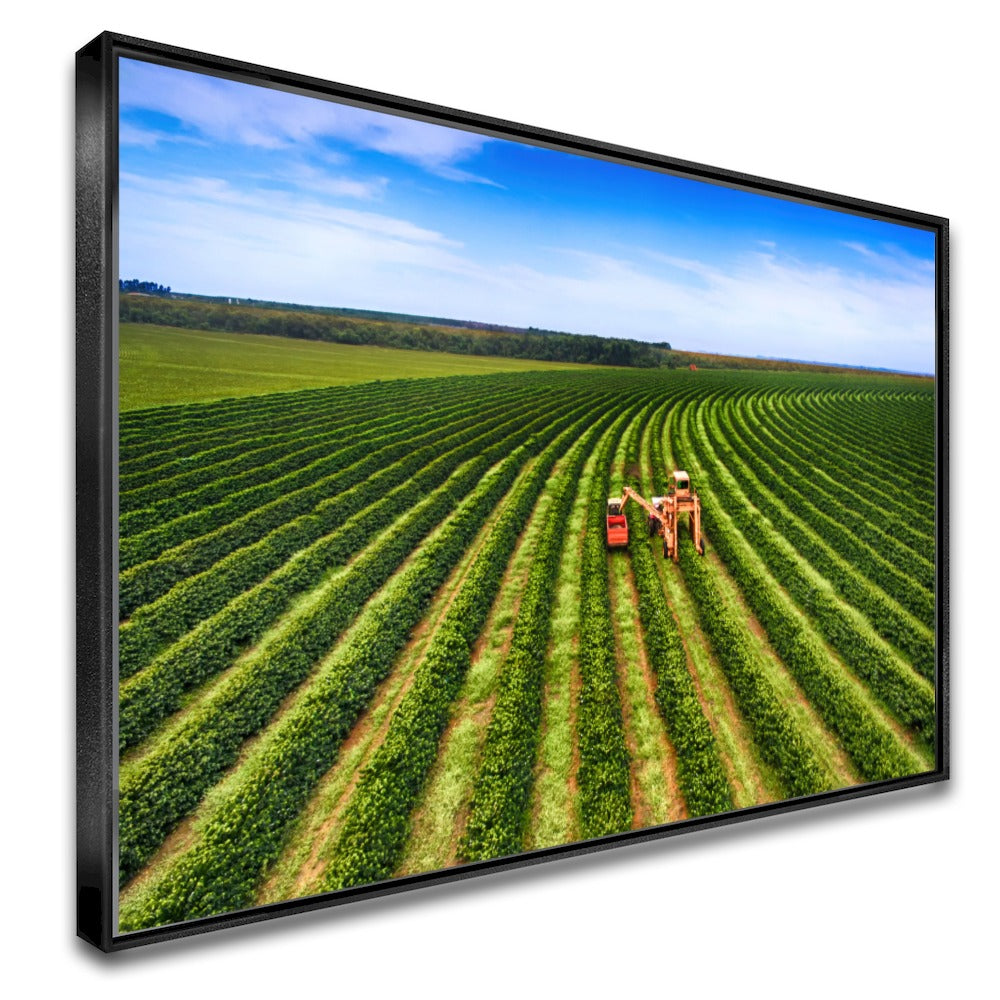 Quadro Colheita Mecanizada Do Café