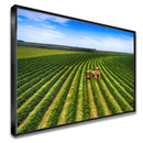 Quadro Colheita Mecanizada Do Café