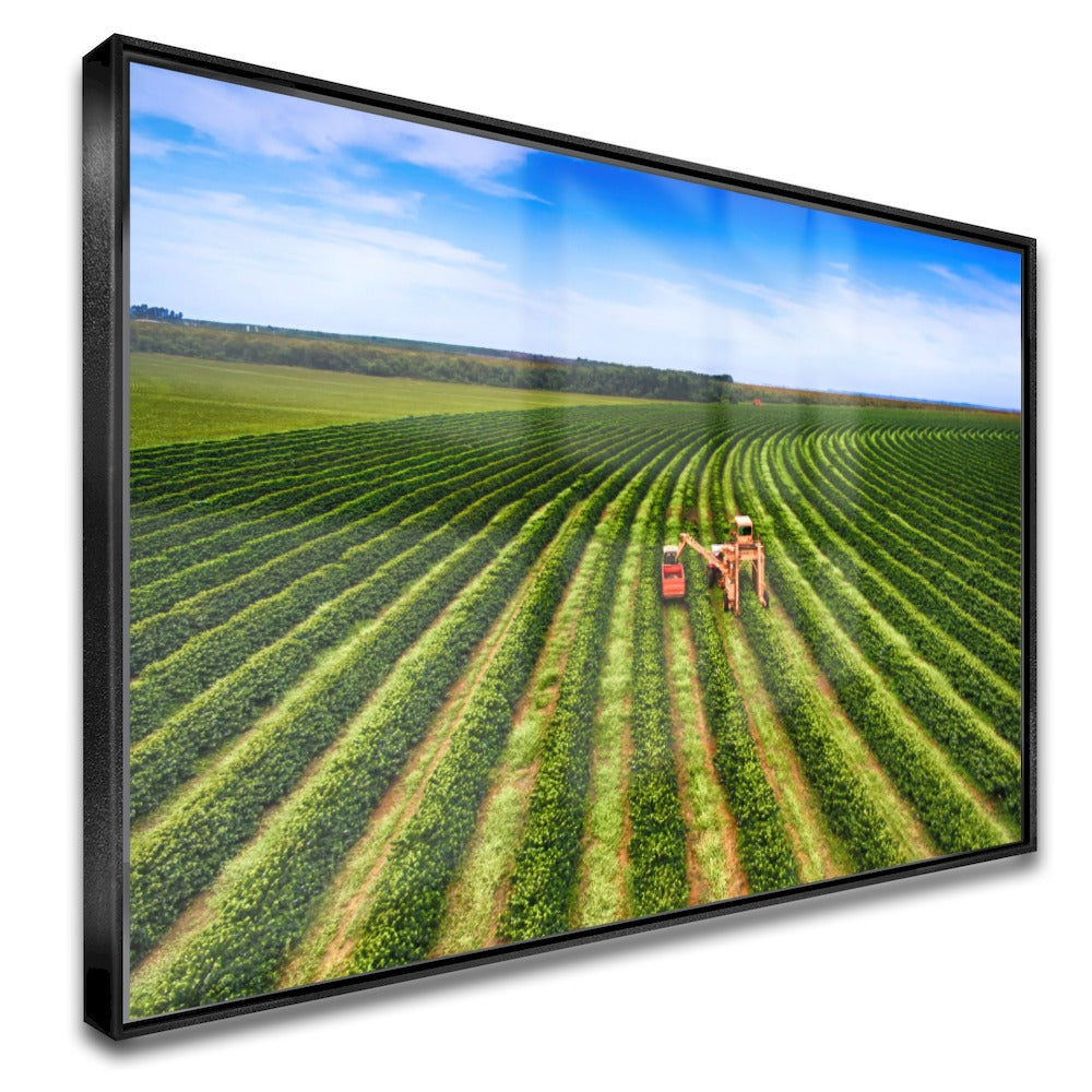 Quadro Colheita Mecanizada Do Café