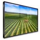 Quadro Colheita Mecanizada Do Café