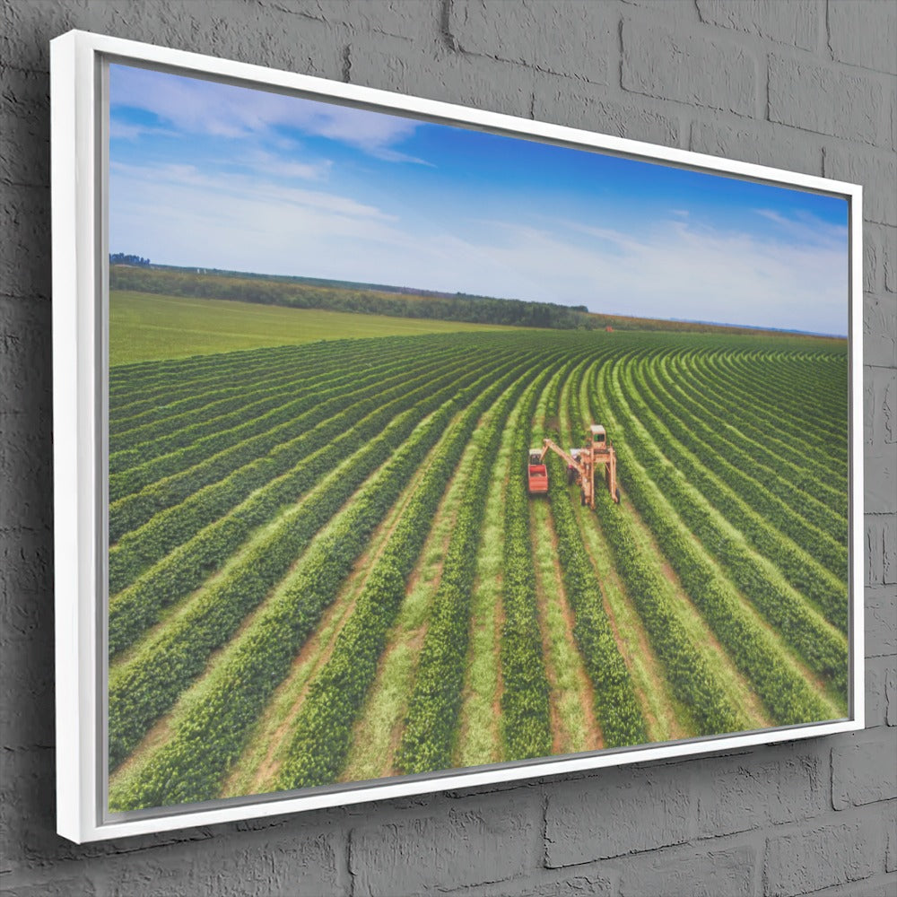 Quadro Colheita Mecanizada Do Café