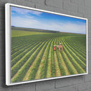 Quadro Colheita Mecanizada Do Café