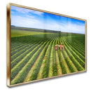 Quadro Colheita Mecanizada Do Café