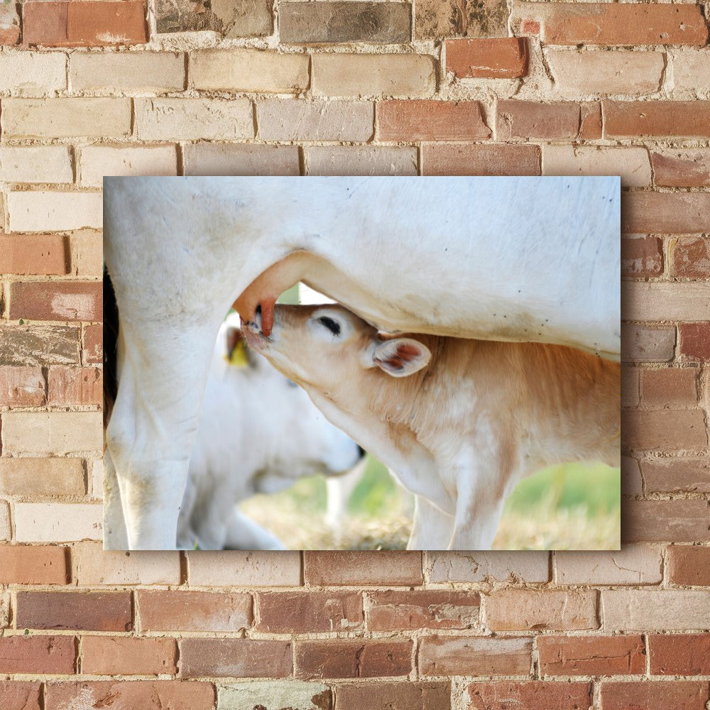 Quadro Vaca E Bezerro Nelore